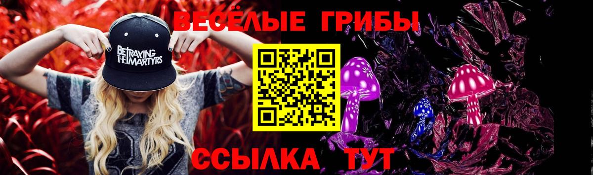 Галлюциногенные грибы Psilocybe Нальчик